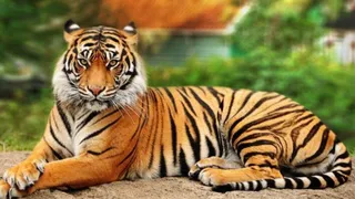 बाघ संरक्षण और पुनर्बहाली योजना से जुड़ी प्रतीकात्मक तस्वीर